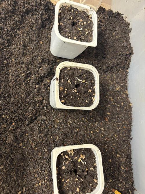 Blue Gelato 41. Week 0