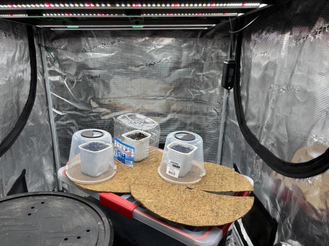 Blue Gelato 41. Week 0