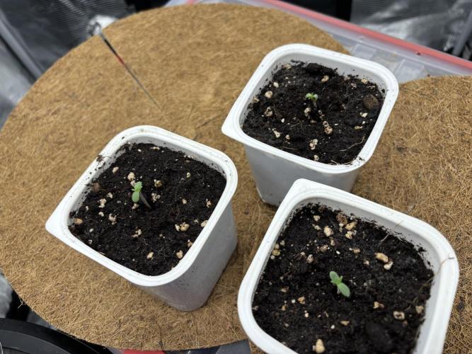 Blue Gelato 41. Week 0