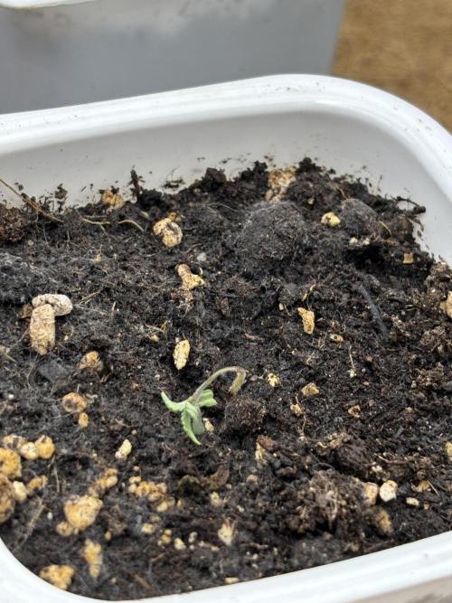 Blue Gelato 41. Week 1