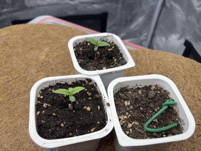 Blue Gelato 41. Week 1