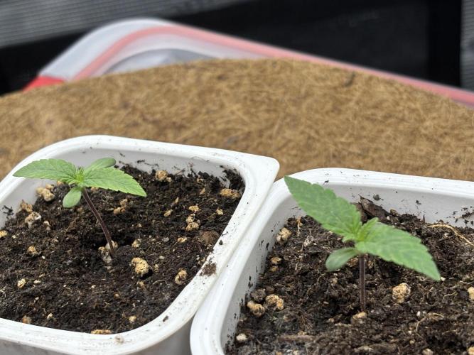 Blue Gelato 41. Week 1