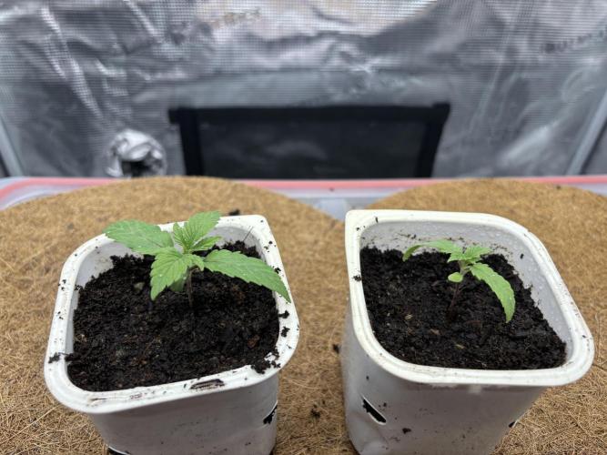 Blue Gelato 41. Week 2