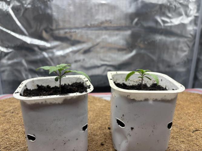 Blue Gelato 41. Week 2