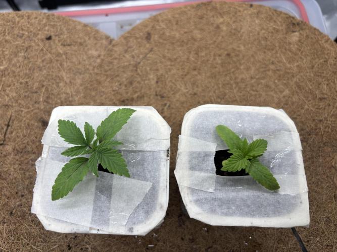 Blue Gelato 41. Week 2