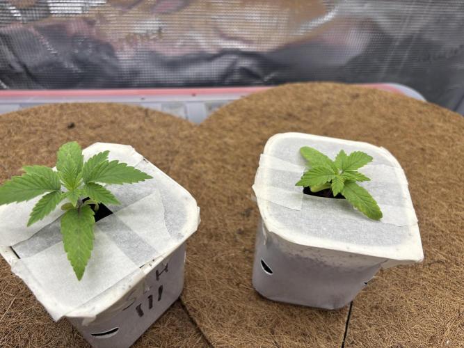 Blue Gelato 41. Week 3