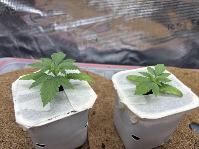 Blue Gelato 41. Week 3