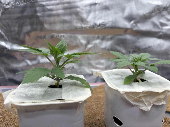 Blue Gelato 41. Week 3