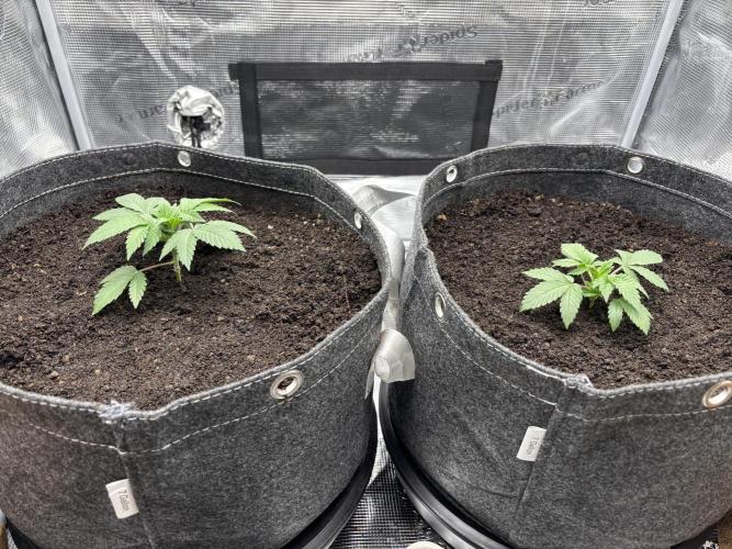 Blue Gelato 41. Week 4