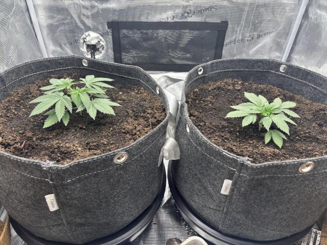 Blue Gelato 41. Week 4