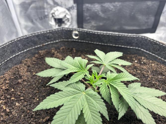 Blue Gelato 41. Week 4