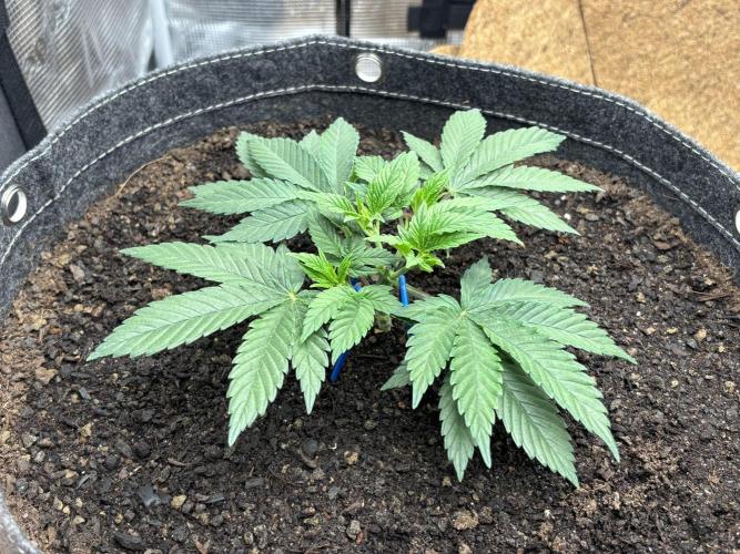 Blue Gelato 41. Week 5