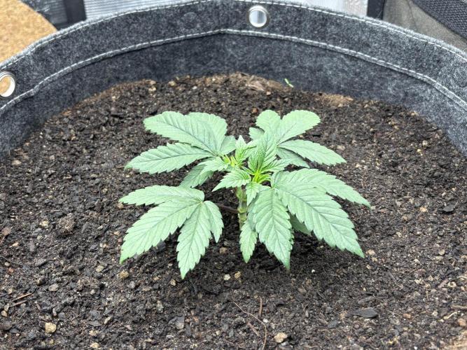 Blue Gelato 41. Week 5