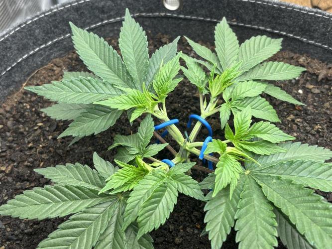 Blue Gelato 41. Week 5