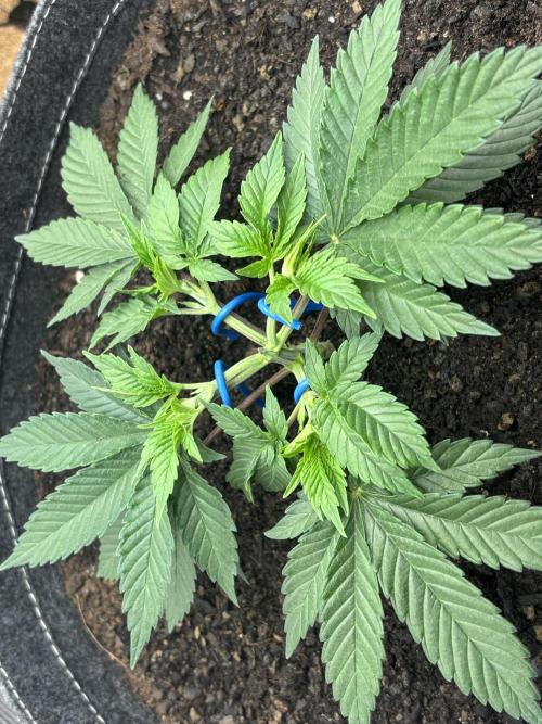 Blue Gelato 41. Week 5