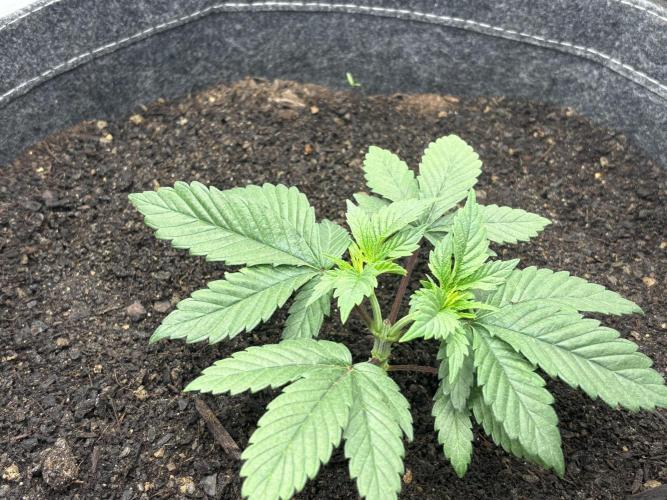 Blue Gelato 41. Week 5