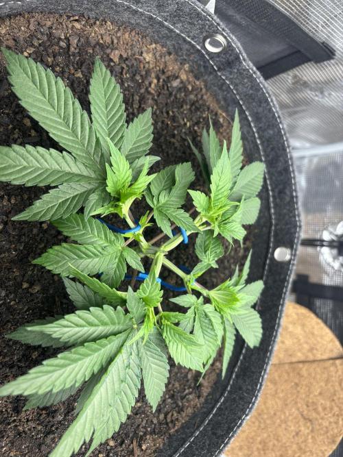 Blue Gelato 41. Week 5