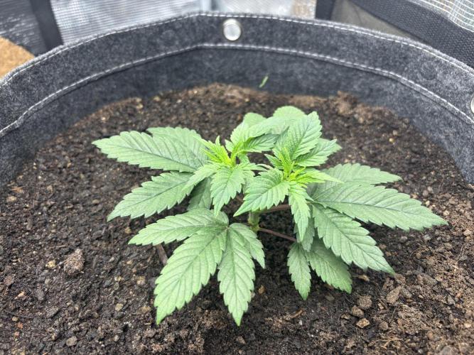 Blue Gelato 41. Week 5