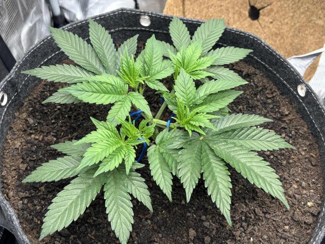 Blue Gelato 41. Week 6