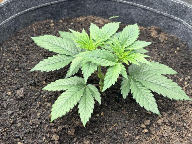 Blue Gelato 41. Week 6