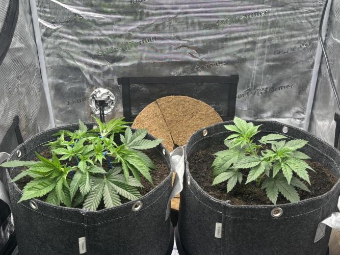 Blue Gelato 41. Week 6