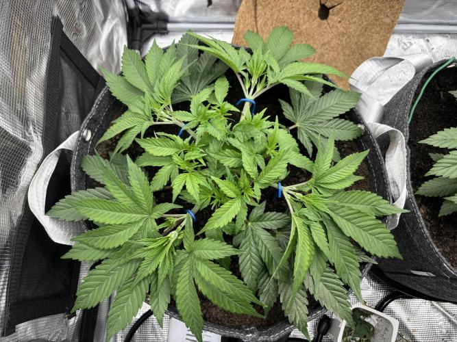 Blue Gelato 41. Week 6