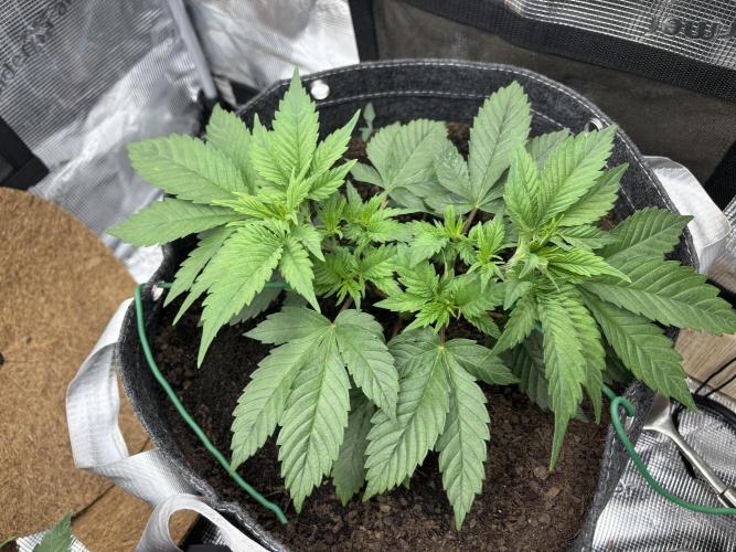 Blue Gelato 41. Week 6