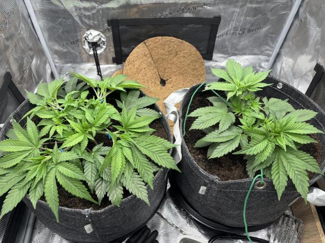 Blue Gelato 41. Week 6