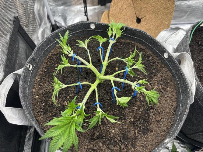 Blue Gelato 41. Week 6