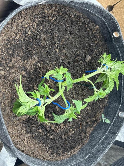 Blue Gelato 41. Week 6