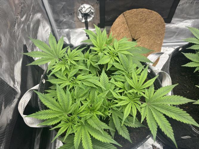 Blue Gelato 41. Week 7