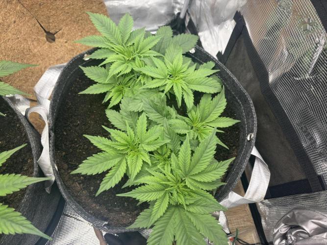 Blue Gelato 41. Week 7