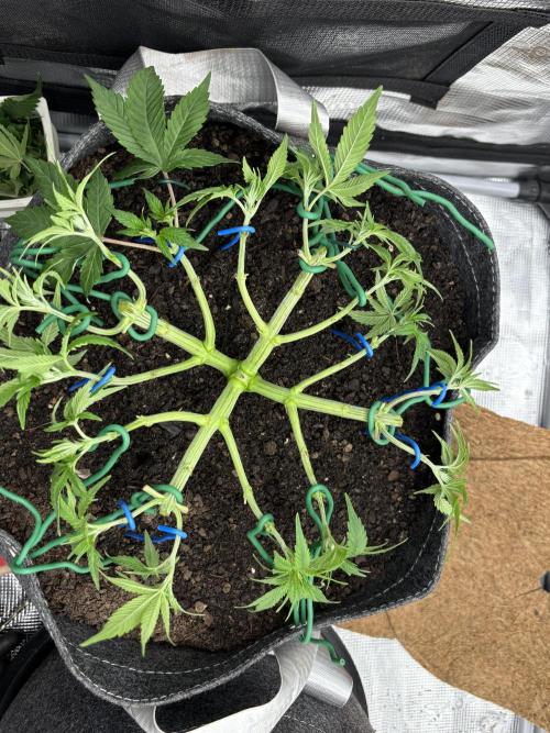 Blue Gelato 41. Week 7