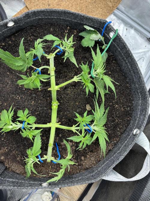 Blue Gelato 41. Week 7