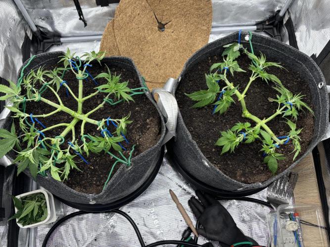 Blue Gelato 41. Week 7