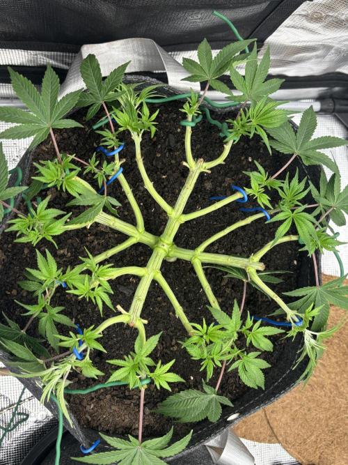 Blue Gelato 41. Week 8