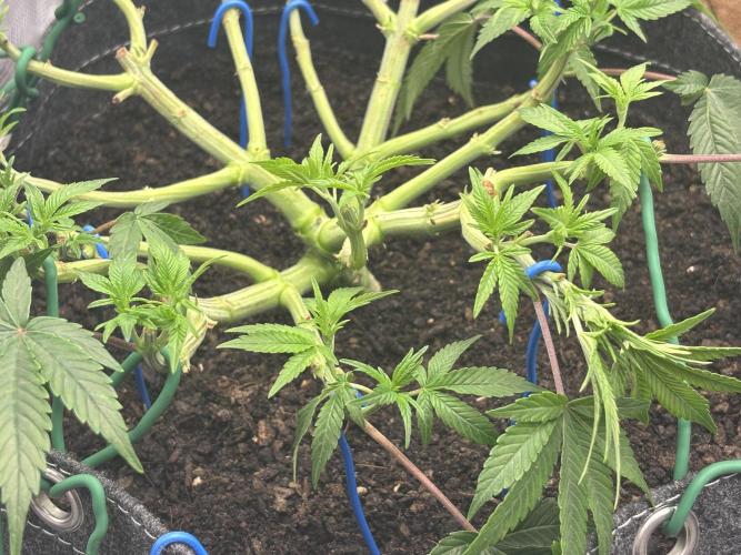 Blue Gelato 41. Week 8