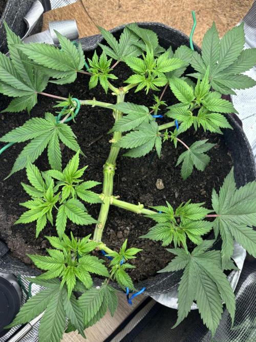 Blue Gelato 41. Week 8