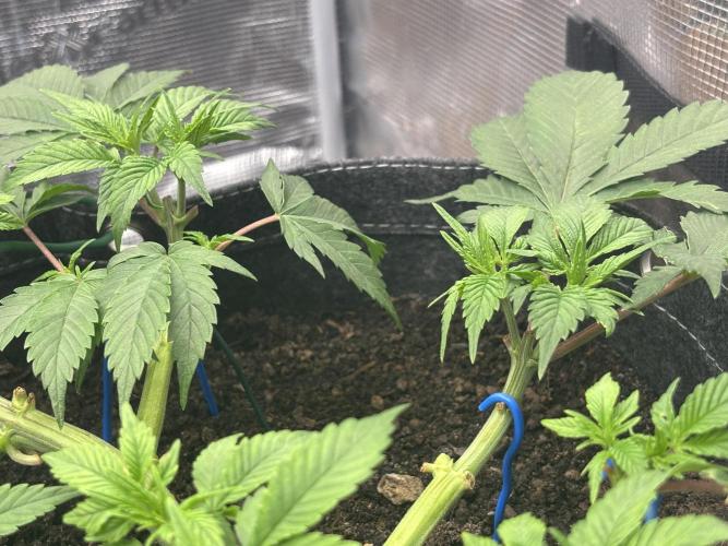 Blue Gelato 41. Week 8