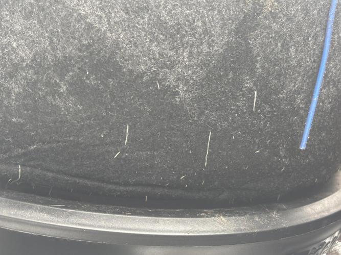 Blue Gelato 41. Week 8