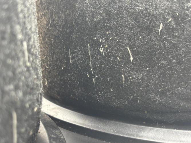 Blue Gelato 41. Week 8