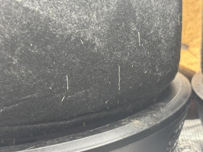 Blue Gelato 41. Week 8