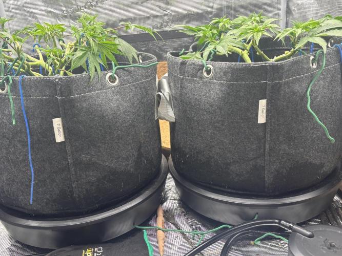 Blue Gelato 41. Week 8