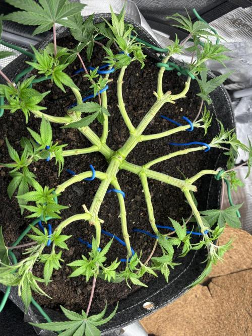 Blue Gelato 41. Week 8