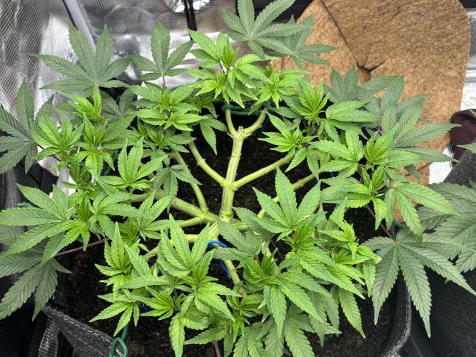 Blue Gelato 41. Week 9