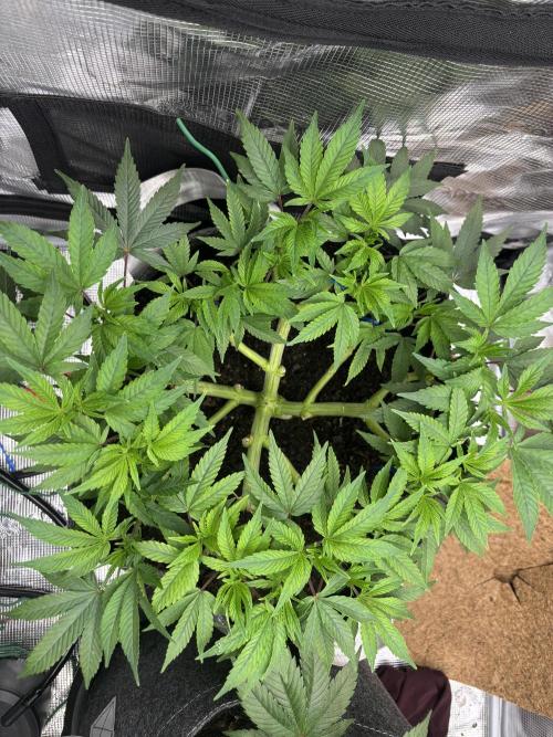 Blue Gelato 41. Week 9