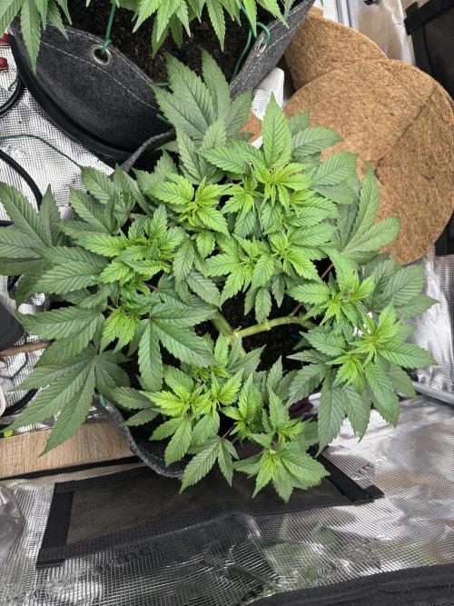 Blue Gelato 41. Week 9