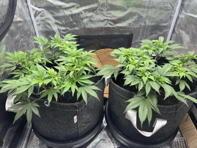 Blue Gelato 41. Week 9