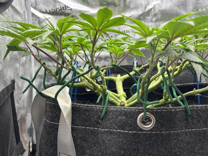 Blue Gelato 41. Week 10