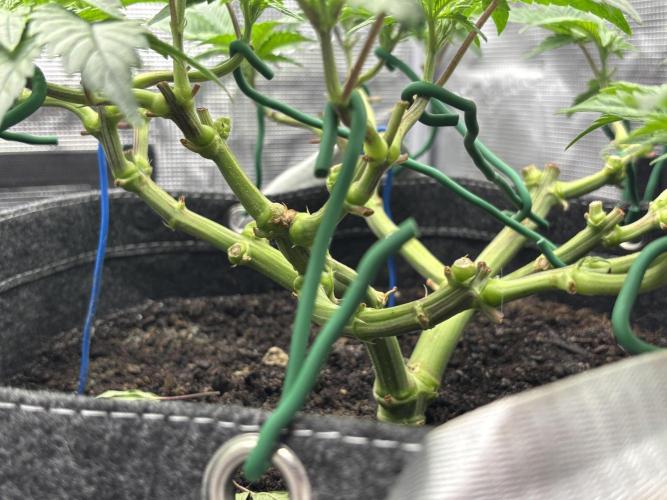 Blue Gelato 41. Week 10